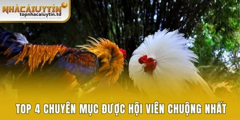 Top 4 chuyên mục được hội viên chuộng nhất